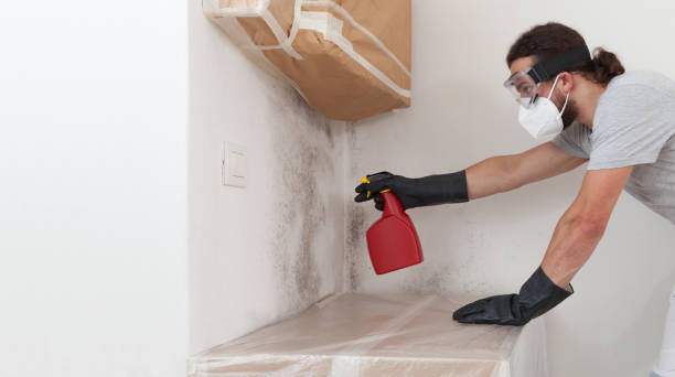 Attic Mold Remediation treatment on roof deck in Roxbury