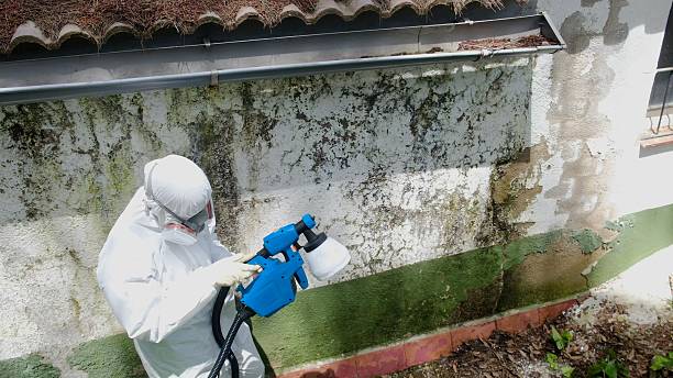 Mold Removal service in Roxbury
